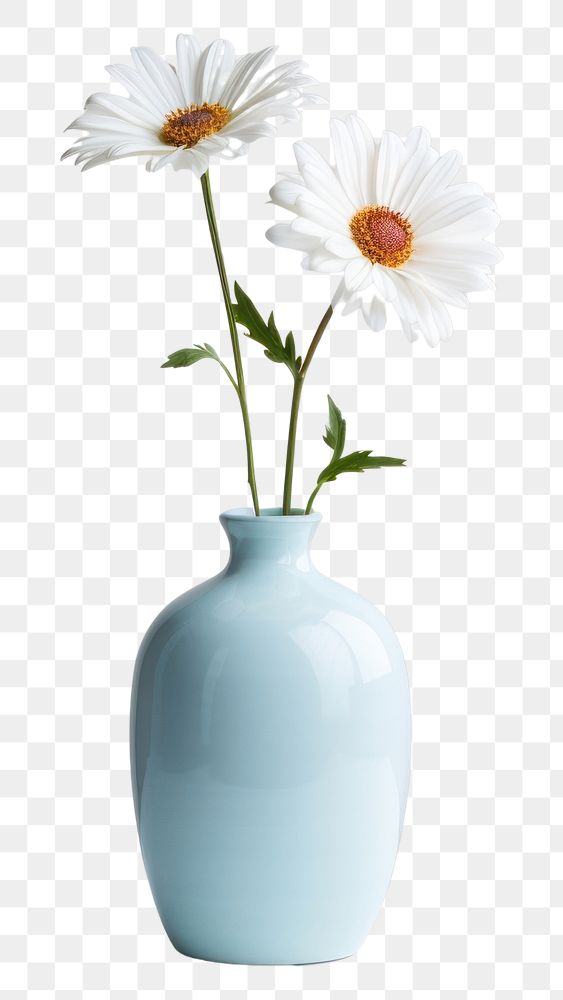 PNG Daisy vase flower plant transparent background