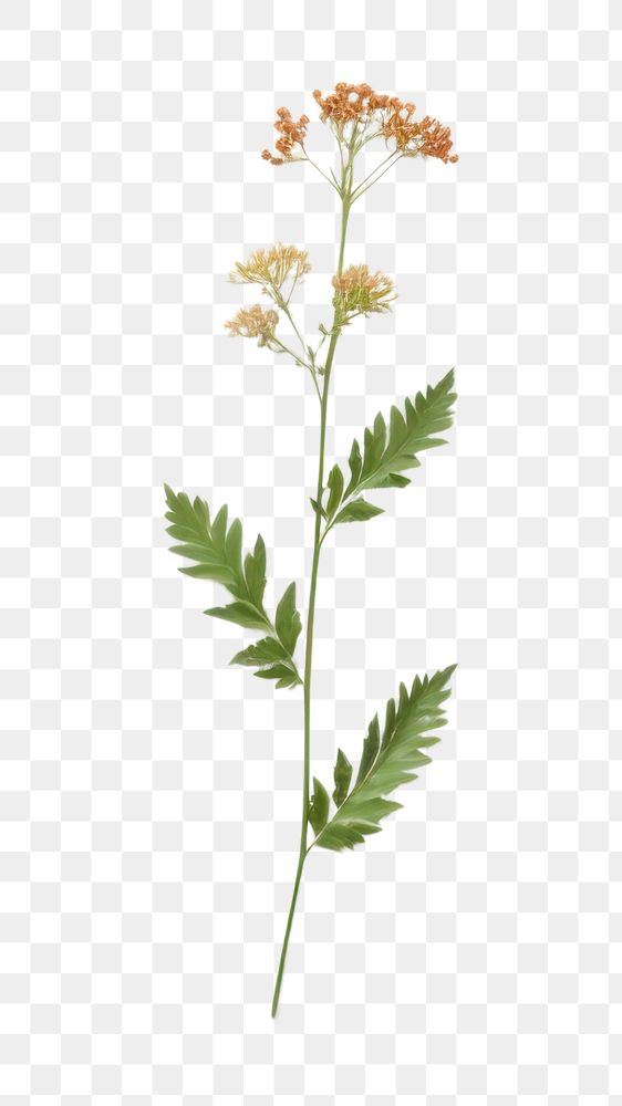 PNG Flower plant herbs leaf. AI generated Image by rawpixel.