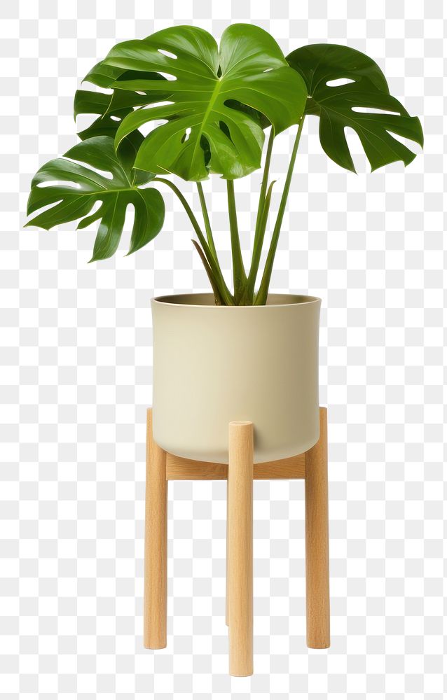 PNG Plant vase leaf houseplant. AI generated Image by rawpixel.