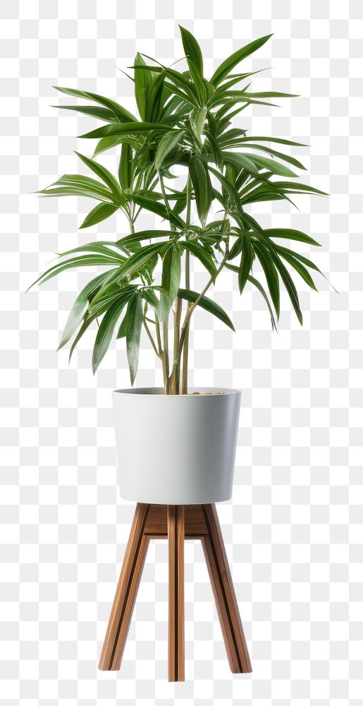 PNG Plant nature houseplant flowerpot