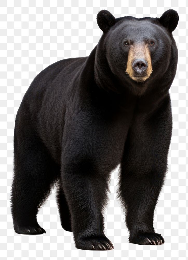 PNG Wildlife mammal animal bear. 