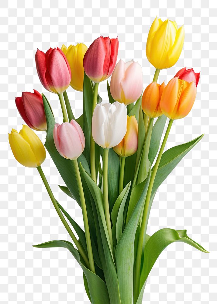 PNG Flower tulip plant inflorescence.