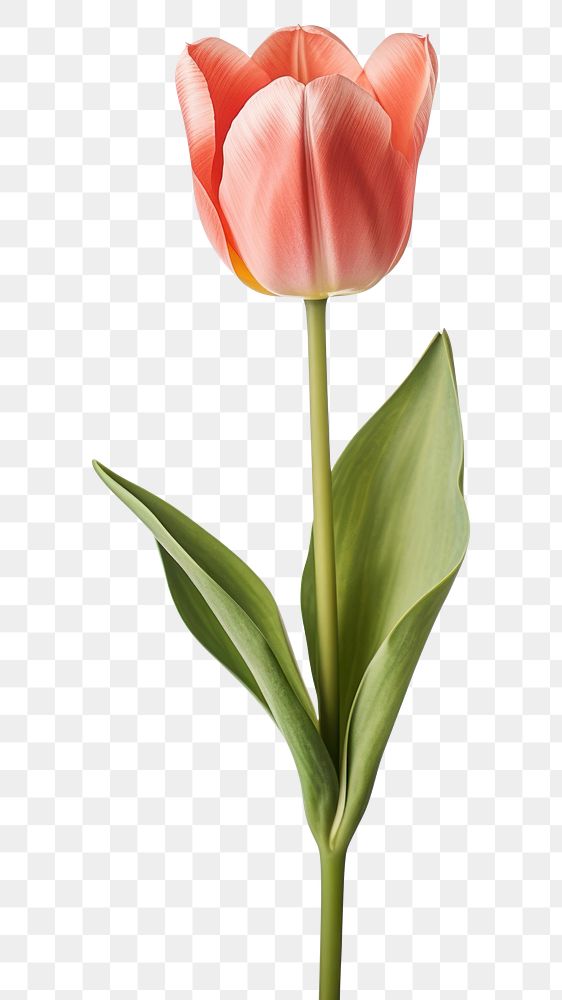 PNG Flower tulip plant inflorescence. AI generated Image by rawpixel.