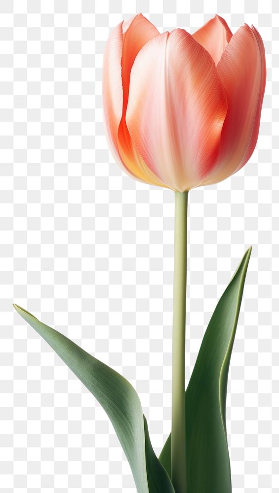 PNG Flower tulip plant inflorescence. AI generated Image by rawpixel.