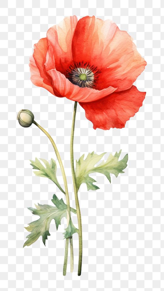 PNG Poppy flower plant white background. AI generated Image by rawpixel.