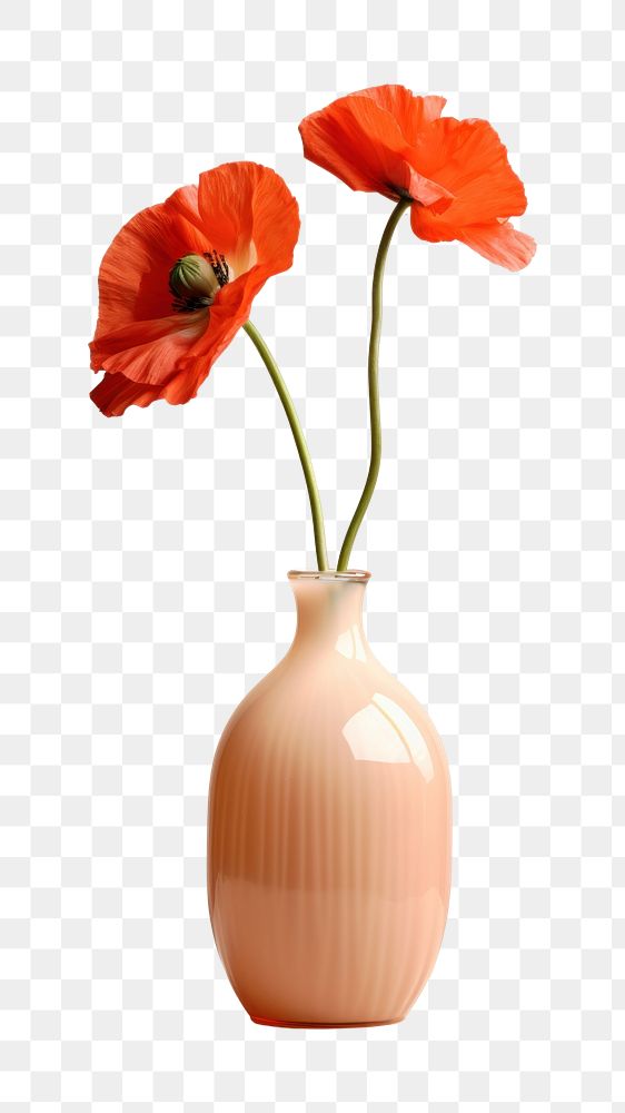 PNG Vase flower poppy plant. 