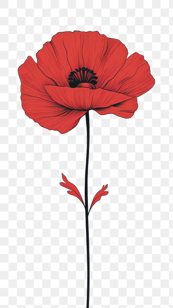 PNG Flower poppy drawing plant. AI generated Image by rawpixel.