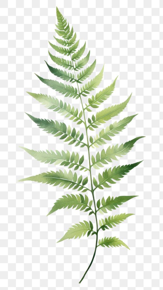 PNG Plant fern leaf cannabis. AI generated Image by rawpixel.
