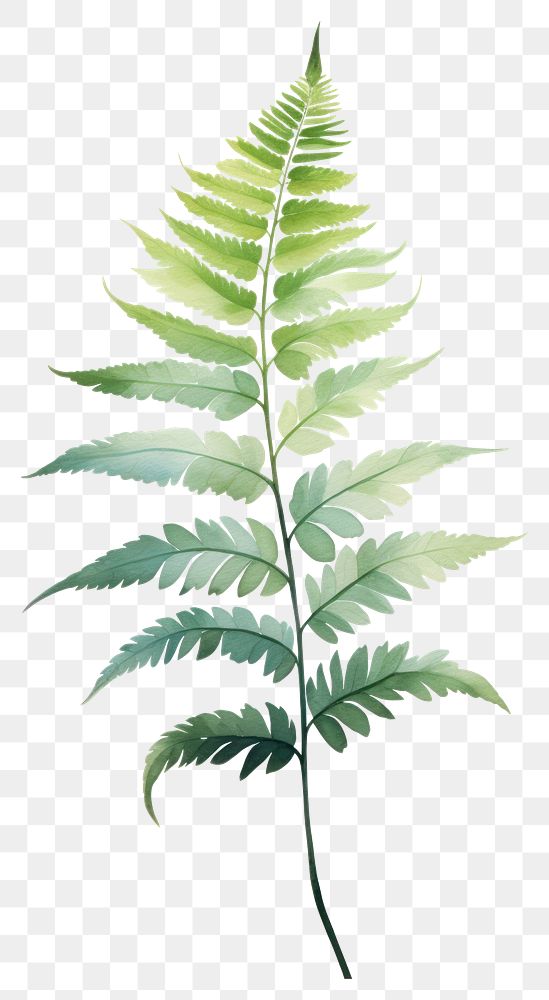 PNG Plant leaf fern cannabis. AI generated Image by rawpixel.