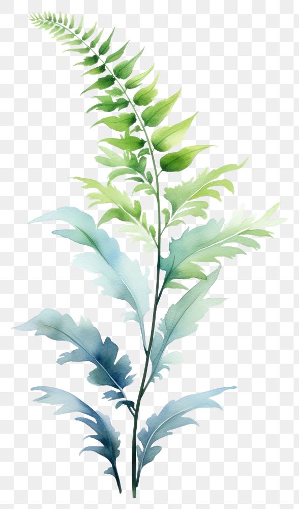 PNG Plant leaf fern freshness. 