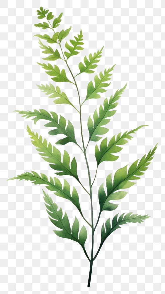 PNG Plant herbs leaf fern. AI generated Image by rawpixel.
