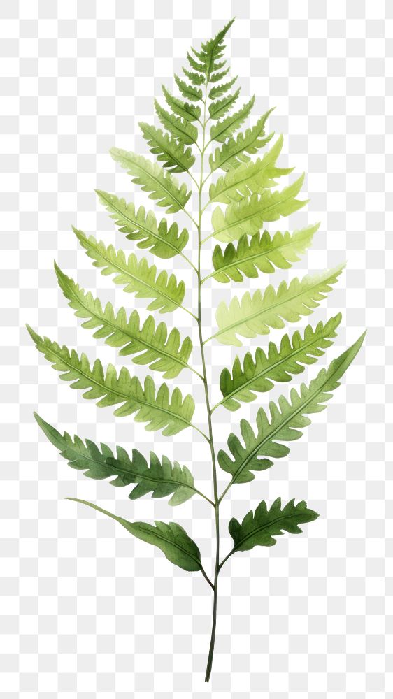 PNG Plant leaf fern freshness. AI generated Image by rawpixel.