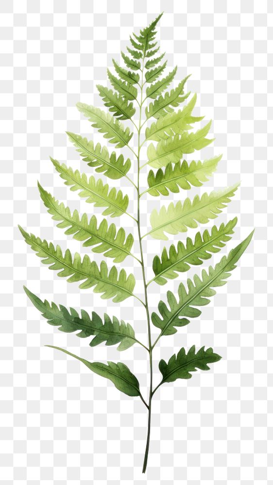 PNG Plant leaf fern freshness. 