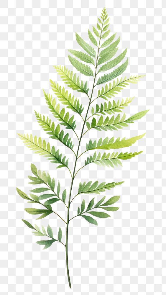 PNG Plant leaf fern medicine. AI generated Image by rawpixel.