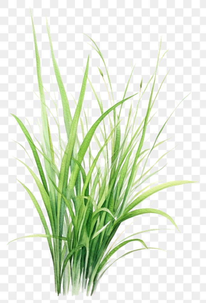 PNG Plant grass wheatgrass hierochloe. 