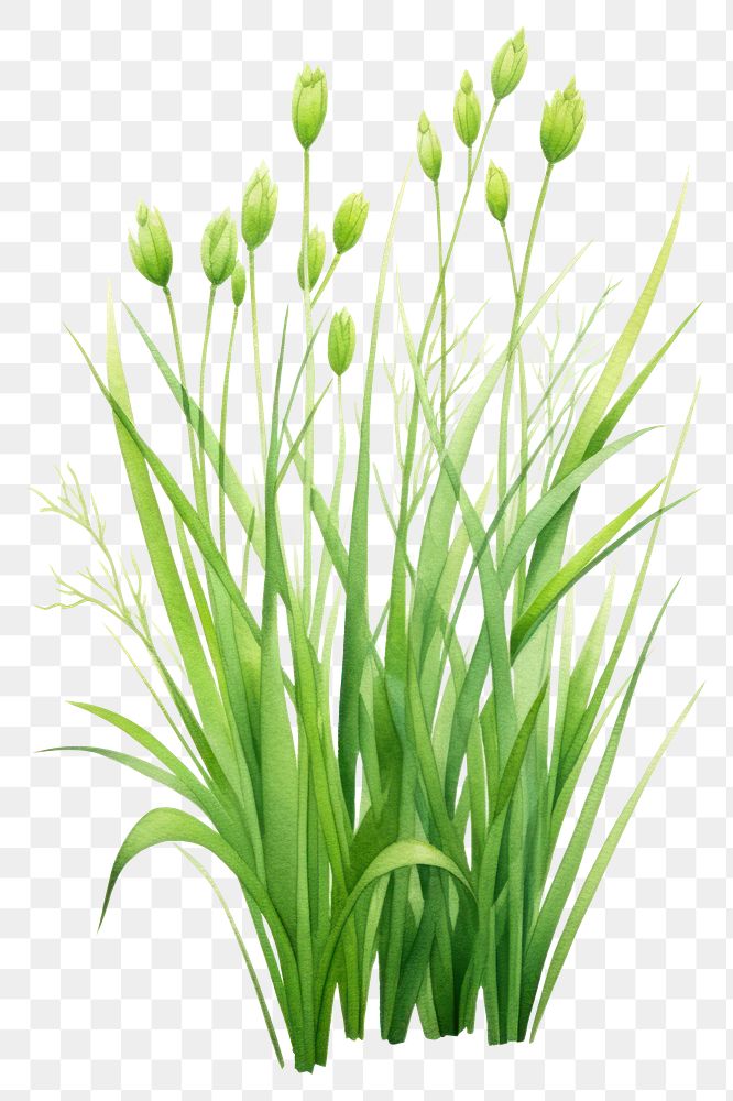 PNG Flower plant grass green. AI generated Image by rawpixel.