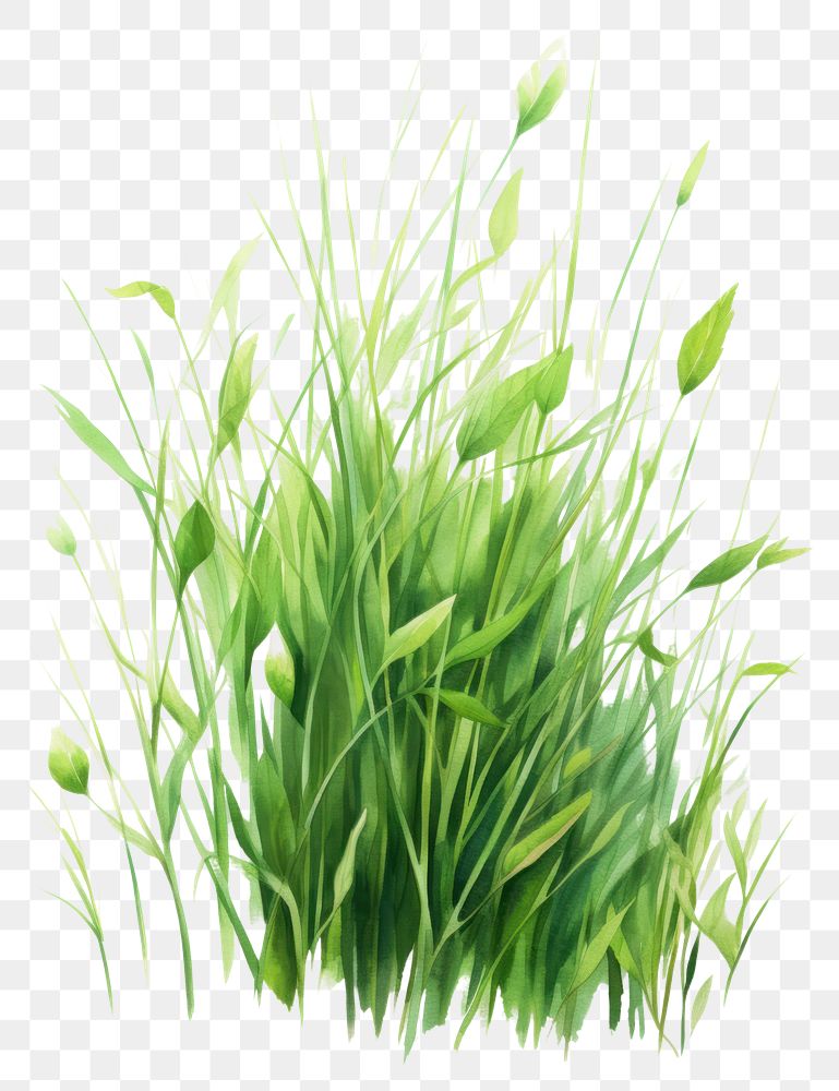 PNG Plant grass green wheatgrass. AI generated Image by rawpixel.