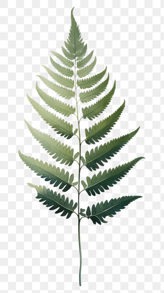 PNG Plant fern leaf nature. 