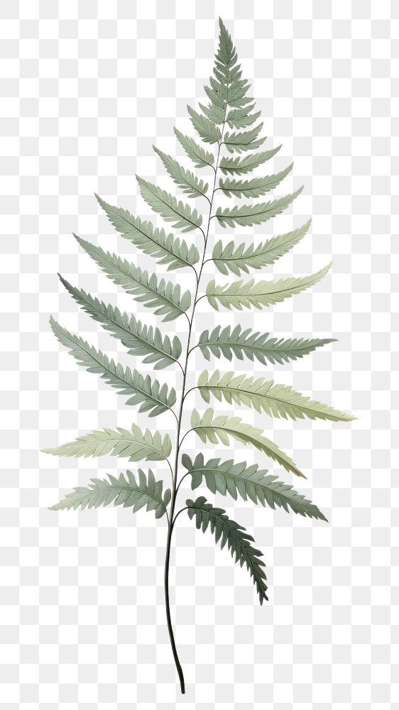 PNG Plant fern leaf medicine. AI generated Image by rawpixel.
