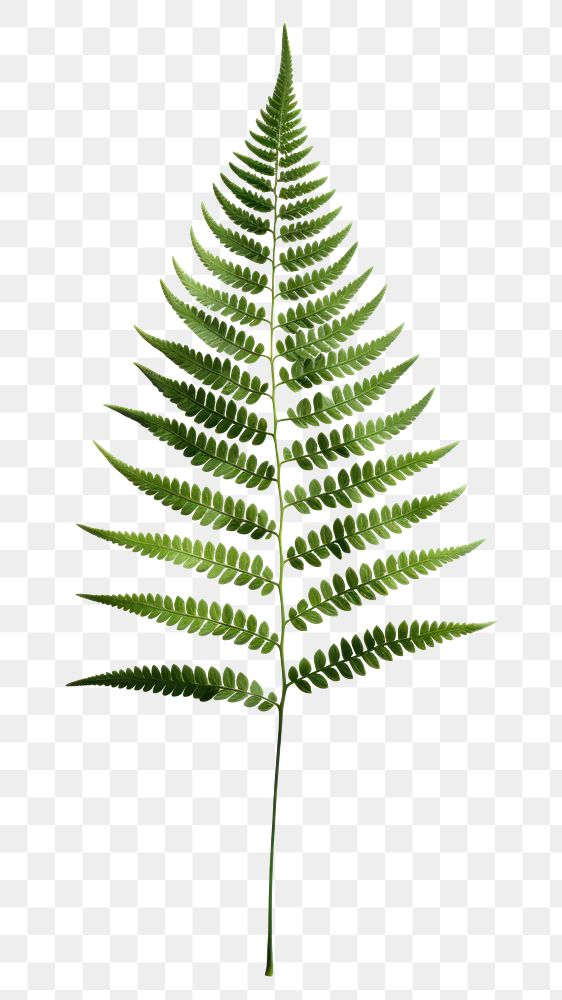 PNG Fern plant leaf transparent background