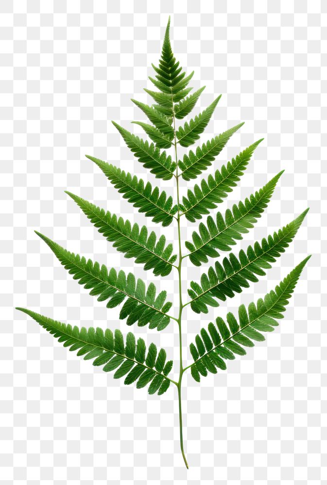 PNG Fern plant leaf transparent background