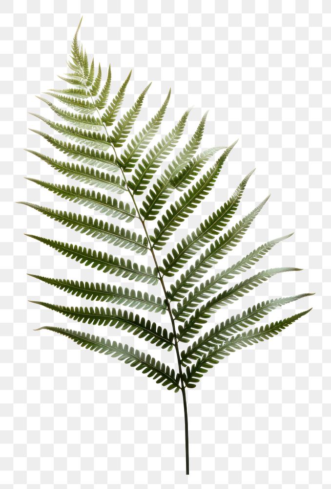 PNG Fern plant leaf transparent background