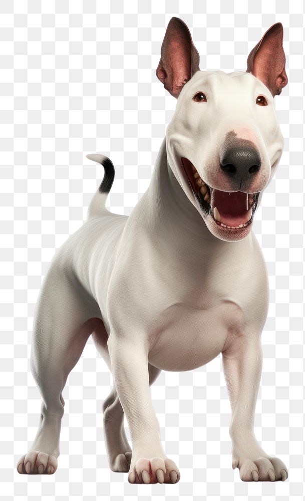 PNG  Terrier dog bulldog mammal. AI generated Image by rawpixel.