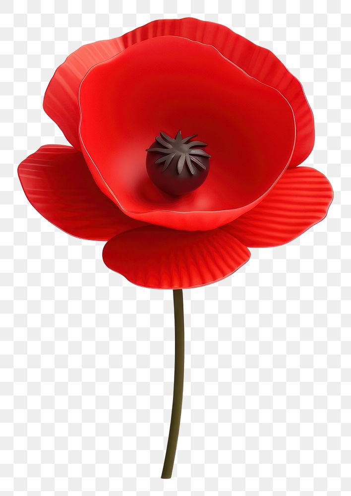 PNG Poppy flower plant red. AI generated Image by rawpixel.