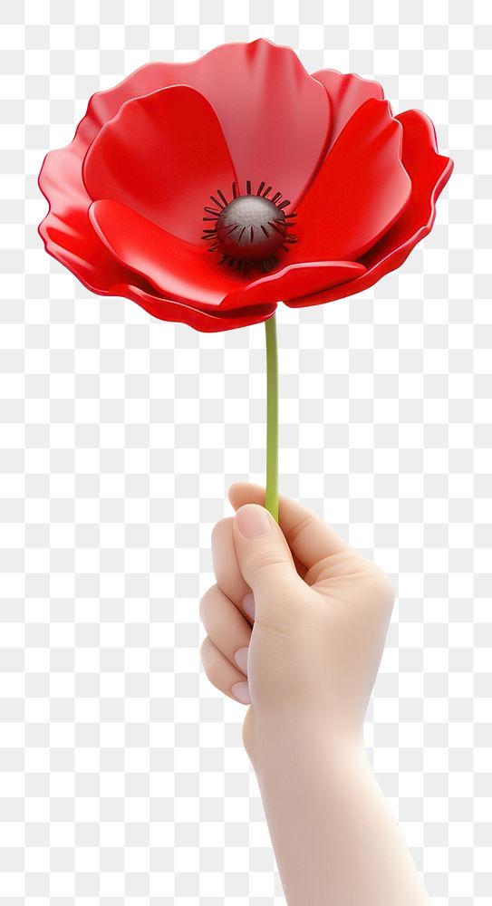 PNG Flower poppy holding petal. AI generated Image by rawpixel.