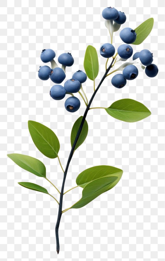 PNG Blueberry branch plant fruit. AI generated Image by rawpixel.