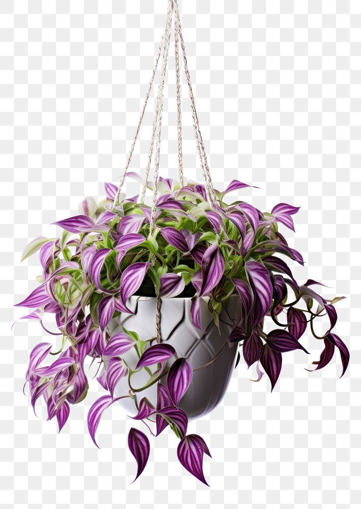 PNG Plant houseplant chandelier floristry. AI generated Image by rawpixel.