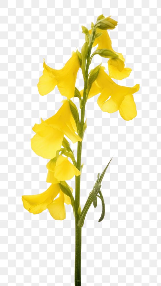 PNG Gladiolus flower yellow plant. AI generated Image by rawpixel.