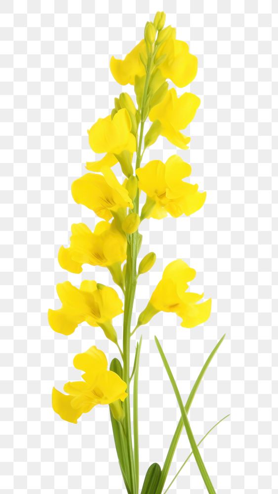 PNG Blossom flower yellow plant. AI generated Image by rawpixel.