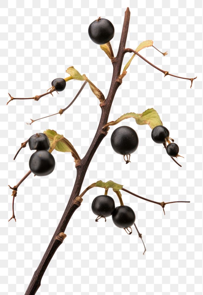 PNG Fruit plant black leaf. AI generated Image by rawpixel.