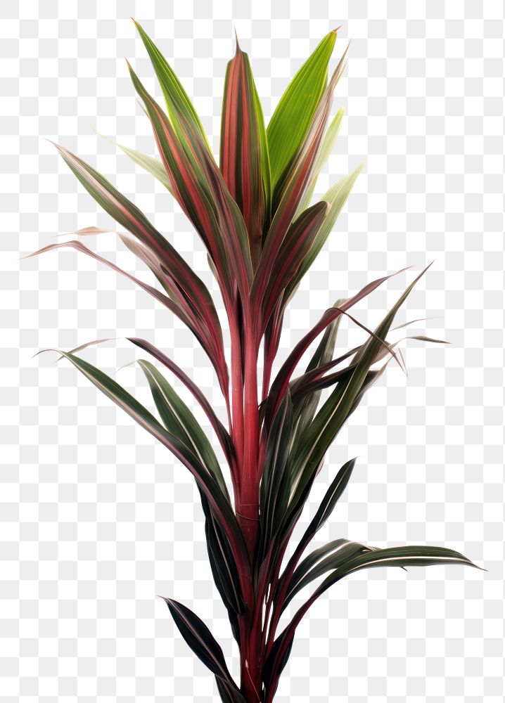PNG Plant leaf bromeliaceae floristry. AI generated Image by rawpixel.