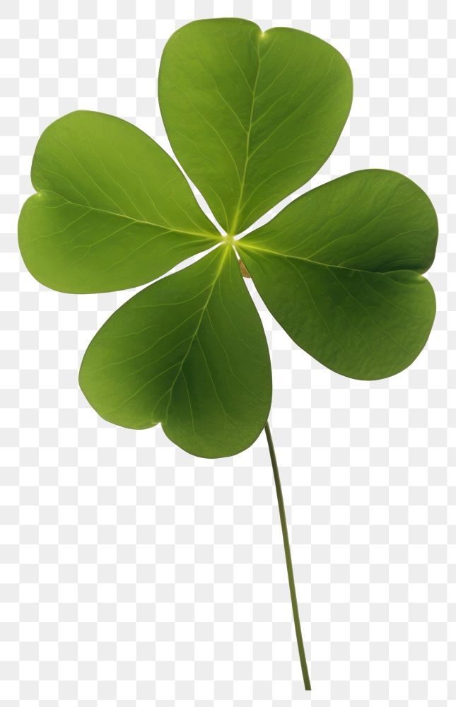 PNG Leaf clover plant white background. AI generated Image by rawpixel.