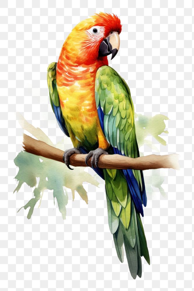 PNG Parrot animal bird creativity. 