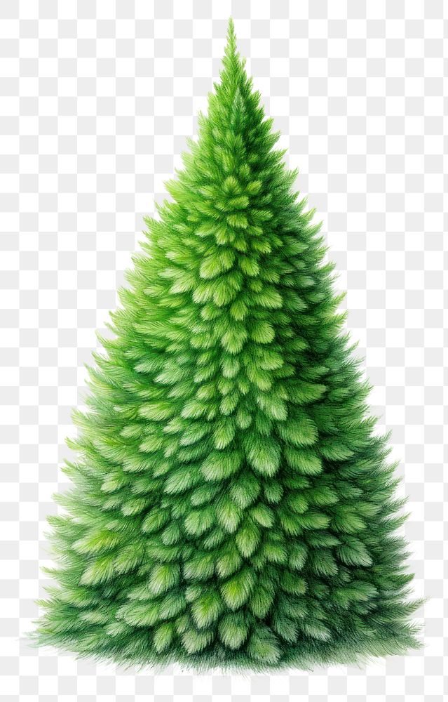 PNG Christmas plant green tree. AI generated Image by rawpixel.