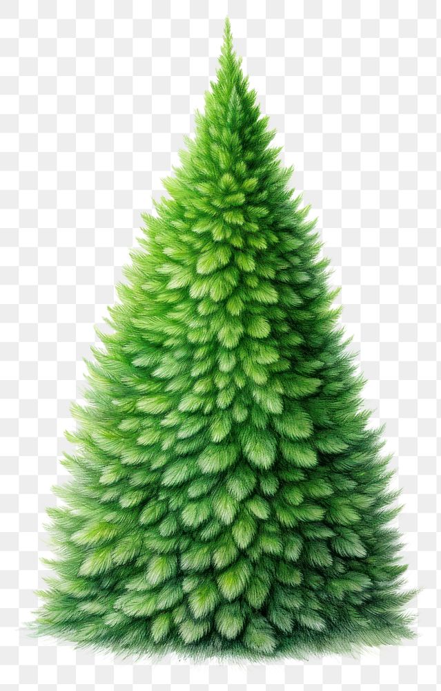 PNG Christmas plant green tree. 