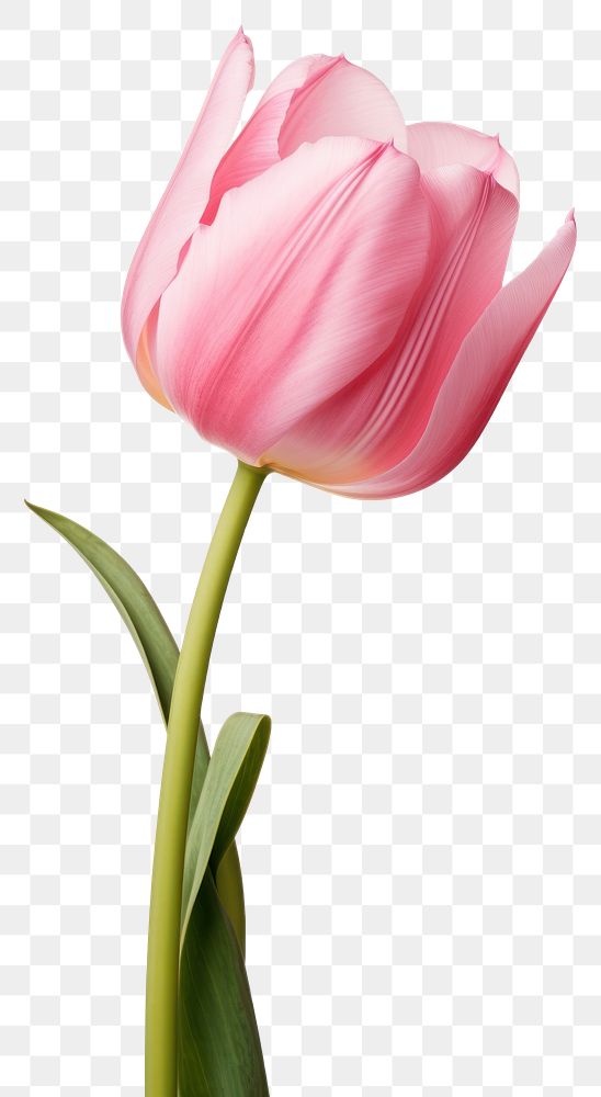 PNG Blossom flower tulip plant. 