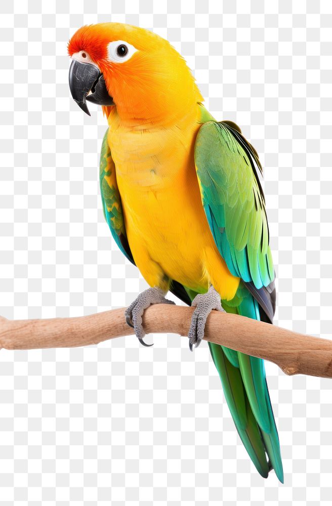 PNG Parrot animal bird lovebird. 