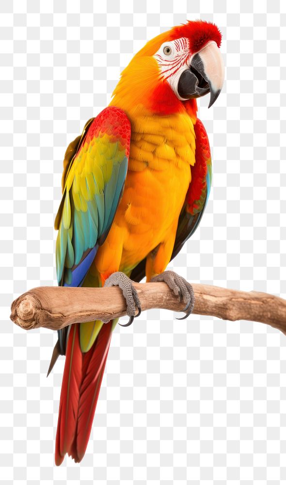 PNG Parrot animal bird wildlife. 