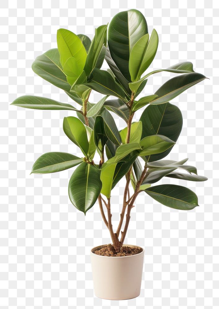 PNG  Bonsai plant leaf tree. AI generated Image by rawpixel.
