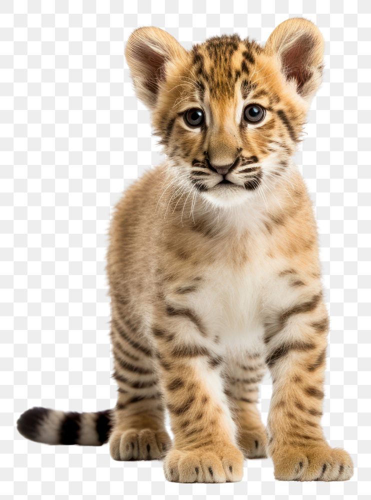 PNG Baby liger wildlife animal mammal. AI generated Image by rawpixel.