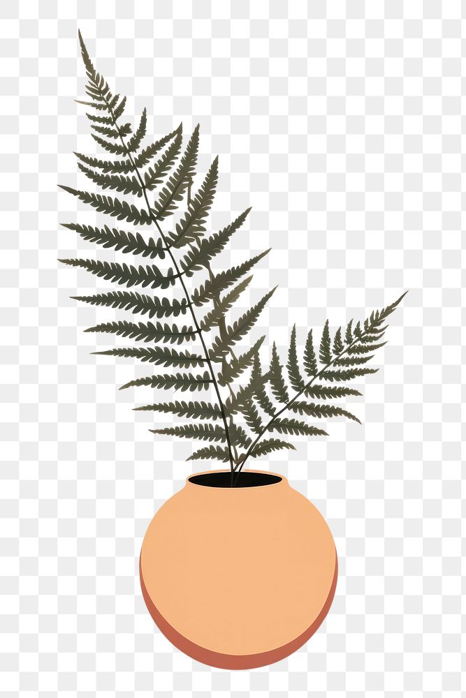 PNG Plant fern houseplant flowerpot. 