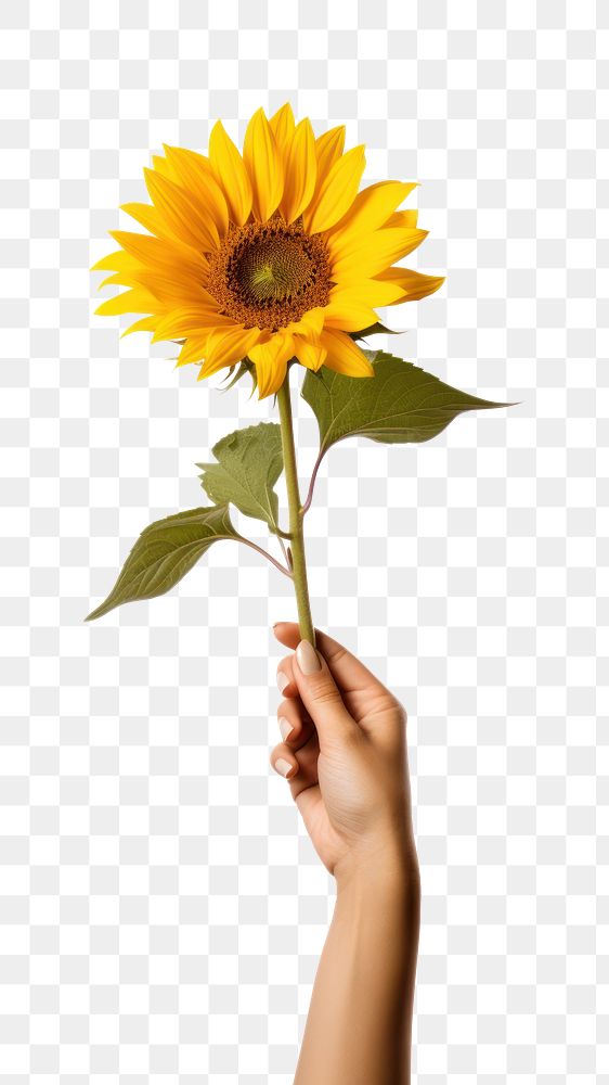PNG Sunflower holding plant hand. AI generated Image by rawpixel.