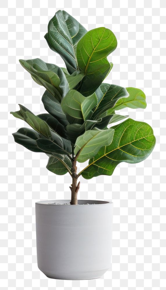 PNG Leaf plant houseplant freshness. AI generated Image by rawpixel.