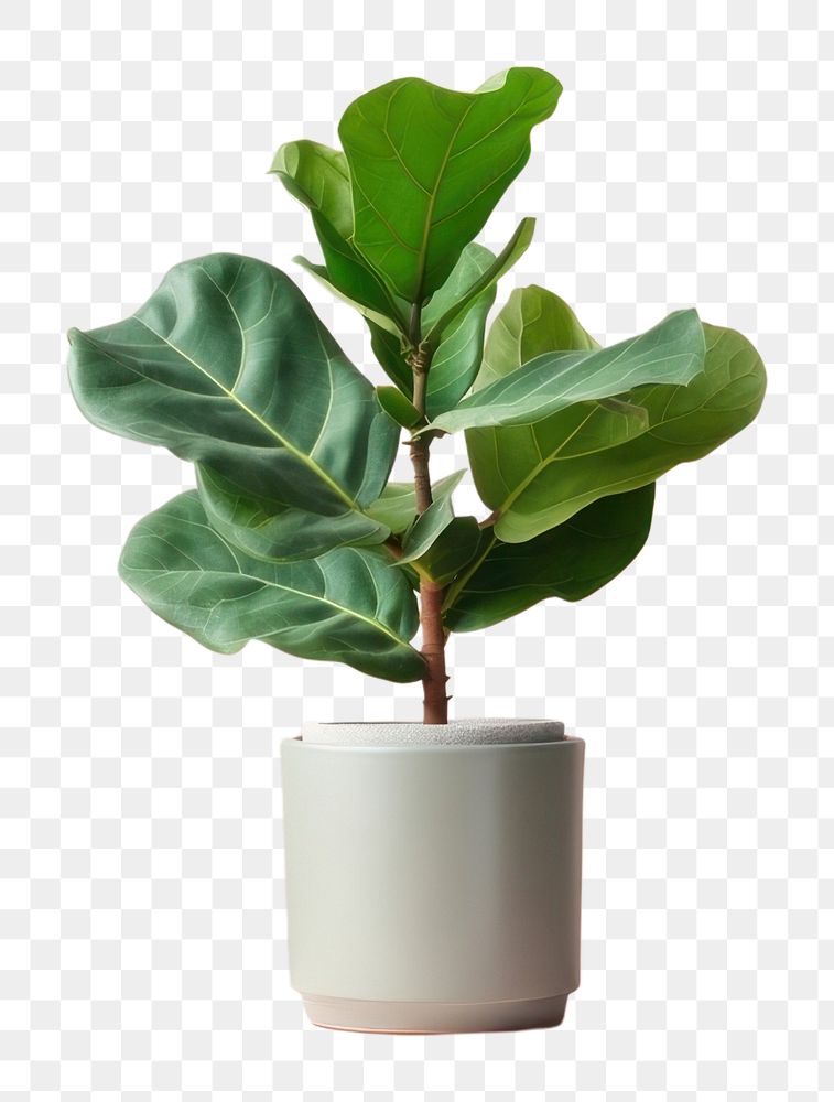 PNG Leaf windowsill plant houseplant. AI generated Image by rawpixel.
