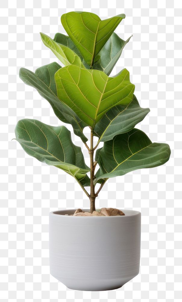 PNG Leaf plant tree vase. AI generated Image by rawpixel.