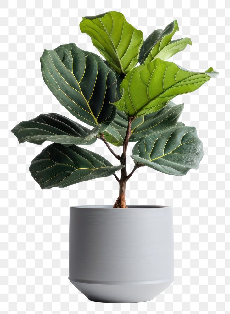 PNG Leaf plant vase houseplant. | Premium PNG - rawpixel